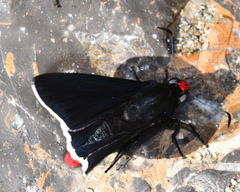 Pyrrhopyge phidias
