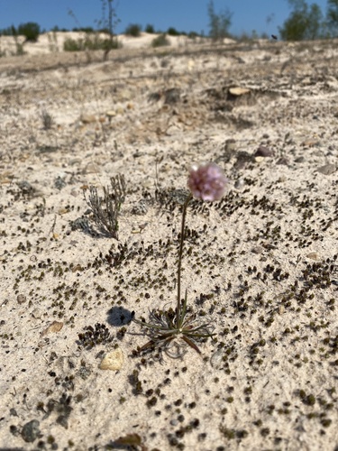 Armeria maritima