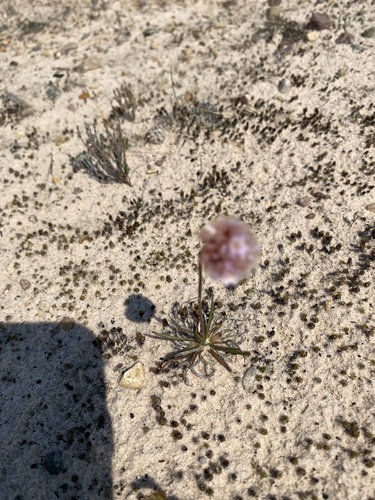 Armeria maritima