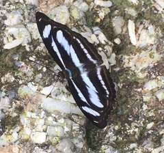 Athyma nefte subrata