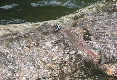 Athyma nefte subrata