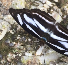 Athyma nefte subrata