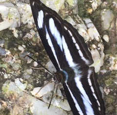 Athyma nefte subrata