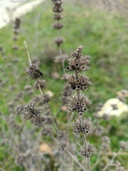 Marrubium peregrinum