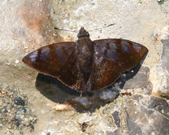 Pellicia costimacula