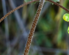 Calceolaria nudicaulis