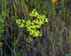 Calceolaria nudicaulis