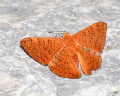 Emesis mandana