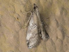 Alpheias transferens