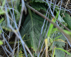 Calceolaria nudicaulis