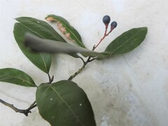 Persea borbonia