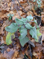 Salvia tomentosa