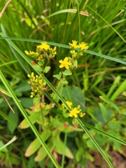 Hypericum punctatum