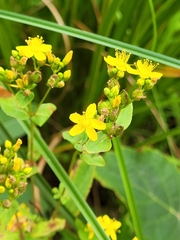 Hypericum punctatum