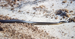 Notechis scutatus occidentalis