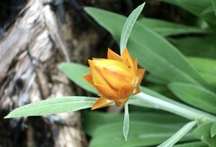 Xerochrysum bracteatum