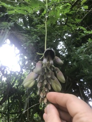 Mucuna