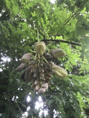 Mucuna