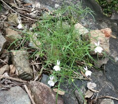 Lithotoma anethifolia