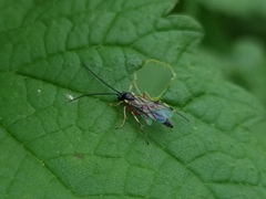 Ichneumonoidea