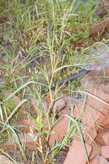 Panicum dichotomiflorum dichotomiflorum