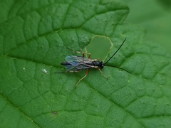 Ichneumonoidea