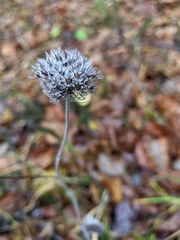 Clinopodium caucasicum