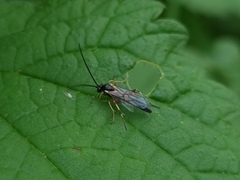 Ichneumonoidea
