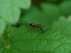 Ichneumonoidea