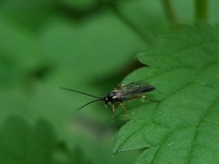 Ichneumonoidea