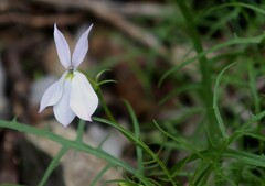 Lithotoma anethifolia