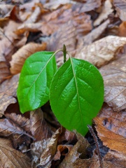 Euonymus latifolius