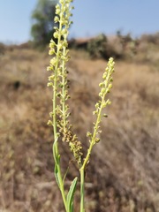 Reseda luteola