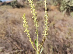 Reseda luteola