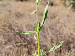 Reseda luteola