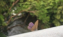 Anthene emolus goberus