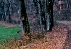 Capreolus capreolus
