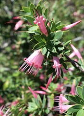 Styphelia triflora