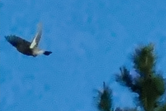 Nucifraga caryocatactes