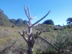 Cereus hildmannianus