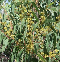 Eucalyptus racemosa