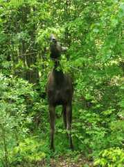 Alces alces