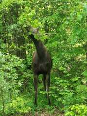 Alces alces
