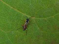 Diplazon laetatorius