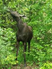 Alces alces