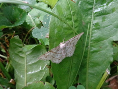 Trigrammia quadrinotaria