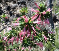 Styphelia triflora