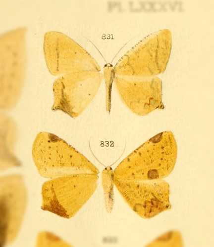 Nepheloleuca absentimacula