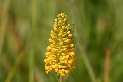 Platanthera integra