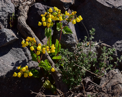 Calceolaria petioalaris